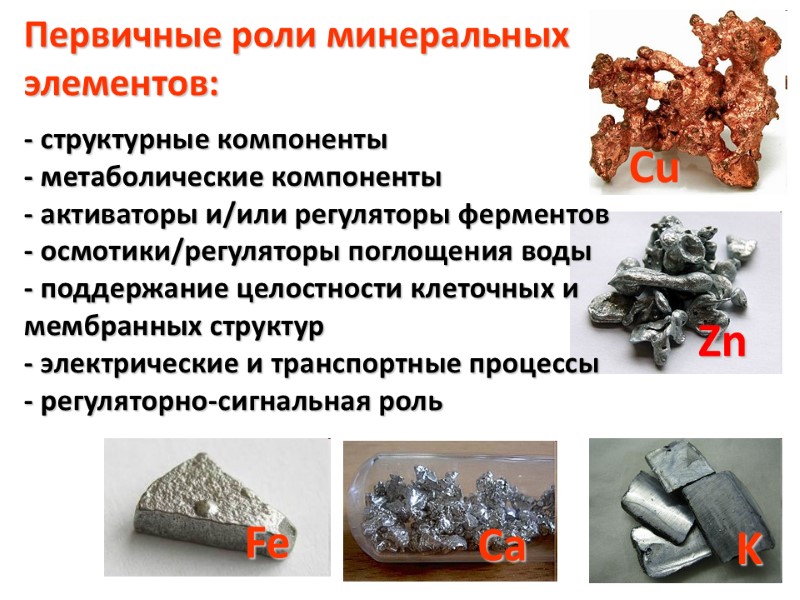 K Ca Fe Cu Zn Первичные роли минеральных элементов:  - структурные компоненты -